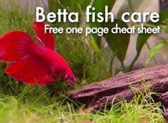 This One Page Betta Fish Care Sheet Is Packed With Easy To Digest Information On All Aspects Of Betta Fish Care From Tank Betta Fish Care Betta Fish Fish Care