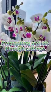 Image result for orchid cuttings