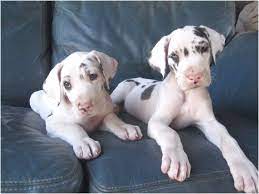 Great dane puppies, great dane breeders, great danes for sale, great danes. Harlequin Great Dane Puppies Nj