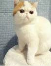 Flat faced cat: munchkin, short hair, and other kittens to ...