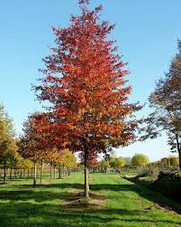 Quercus Palustris Woodside Splendor Schnell Wachsende Baume Vorgarten Baum
