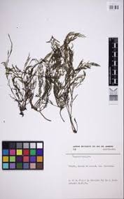 Image result for Podostemaceae