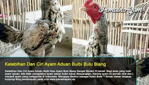 Ayam Bulbi Atau Ayam Bulu Biang Ayam Bulu Hobi