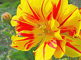 Plutarch and the manly man. Flower Flames Photograph By Heidi Manly