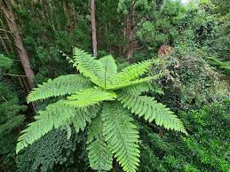 Image result for Polystichum sinense