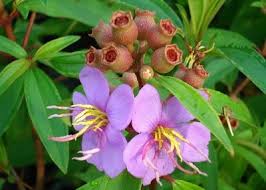 Image result for Persicaria hystricula