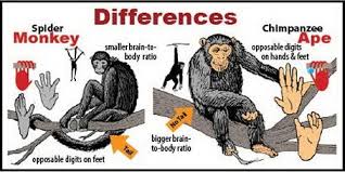 Monkey Fauna Silvestre Animales Fauna