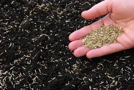 Can You Grow Grass In June July