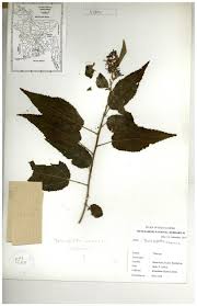 Image result for Triumfetta annua