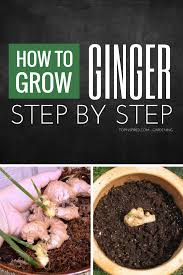 Ginger can be expensive to purchase, and that's why growing your own is highly recommended. Top 10 Tips On How To Grow Ginger Indoors Growing Ginger Growing Ginger Indoors Ginger Plant