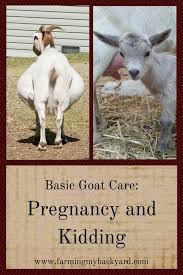 Basic Goat Care Pregnancy And Kidding Farming My Backyard