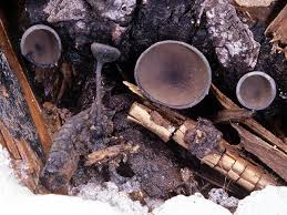 Image result for Nicolasia nitens