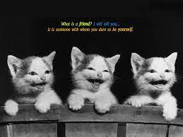 Check spelling or type a new query. Kitten Friendship Quotes Quotesgram