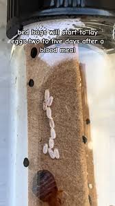 Image result for bed bugs eggs