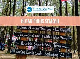 Semeru, dengan puncaknya yang disebut mahameru adalah gunung tertinggi di pulau jawa. Cari Lokasi Tempat Wisata Hps Hutan Pinus Semeru Kemalangaja Com