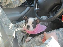 While puppies are given away at all kinds of stages of their development, there is indeed a right age only beyond which you should consider separating them from their mothers. When Can Boston Terrier Puppies Leave Their Mom Boston Terrier Society