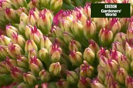Crafted in raw metal, our barrington plant supports are designed to age to a naturally rusty finish. How To Make Steel Rod Plant Supports Video Bbc Gardeners World Magazine