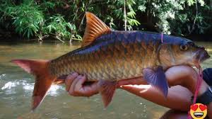 Gabungan peminat, pecinta dan pemancing ikan kelah. My Ikan Kelah Merah Youtube
