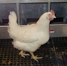 But this can be lengthened by stimulating with a photoperiod of 16 hours, starting from 28 to 30 weeks of age for the light strain and 30 or 31 weeks for the heavy. Province Of Manitoba Agriculture Poultry