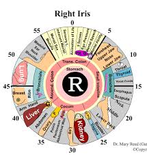 27 Interpretive Iridology Chart Overlay