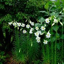 Image result for Lilium formosanum