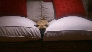 i'm sinking!!. into the couch : pug