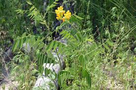 Image result for Senna hirsuta