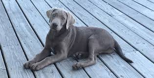 Silver labrador retriever puppies make one of the best companions for a family and home. 7 Things You Didn T Know About The Silver Labrador