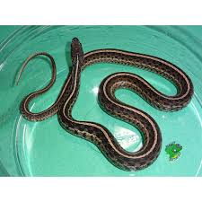 The coloration of juveniles is similar to adults. Florida Garter Snake Juveniles Strictly Reptiles Inc