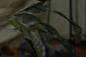 Image result for Ficus ottoniifolia