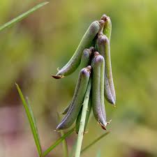 Image result for Crotalaria lanceolata