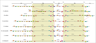 Image result for Decorsea schlechteri