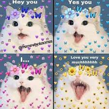 Pin By Gonzalo Cativa On Affection Cute Cat Memes Cute Love Memes Cute Memes