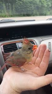 Maybe you would like to learn more about one of these? Baby Cardinal Baby Cardinals Pretty Birds Funny Birds