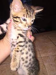 F5 Savannah Kitten