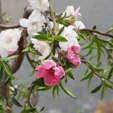 We grow flowering trees for every zone to suit conditions in every us state. Prunus Persica Grepeptwist Ppaf Zone 5 Shape Upright Habit With Somewhat Irregular And Pendulous Branches Growt Early Spring Flowers Plants Flower Display