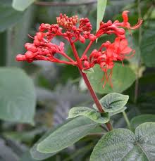 Image result for Loxodera bovonei