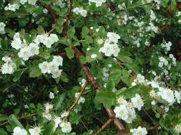 I fiori sono bianchi, numerosi, fra marzo ed aprile creano siepi molto fitte. Arbusti Passeggiandoinbicicletta It