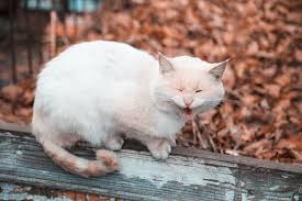 A Screaming Cat With Orange White Sits On A Wood Fence Download This Photo By Volodymyr Hryshchenko On Unsplash In 2020 Cutest Cats Ever Cats Tabby
