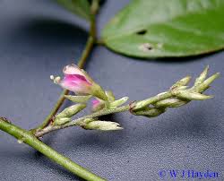 Image result for Galactia striata