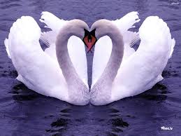 Check spelling or type a new query. Love Birds Couple Hd Wallpaper