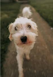 Pudel Jack Russel Mix