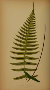 Image result for Blechnum australe