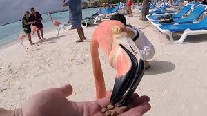 Praia Dos Flamingos Em Aruba Tastemade