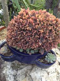 Maybe you would like to learn more about one of these? Crested Graptoveria Fred Ives Succulent Gardening Cacti And Succulents Planting Succulents