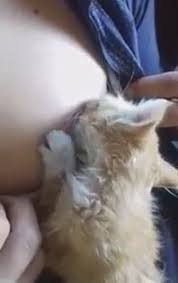 Kedi Yavrusunu Emziren Kadin Izlesene Com
