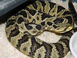 Edb X Canebrake Rattlesnake Hybrid Snake Venom Rattlesnake Snake