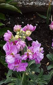 Image result for Matthiola