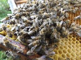 Image result for Queen bee