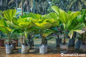 16 jenis pohon palem hias untuk percantik rumah. 17 Jenis Pohon Palem Hias Tercantik Bikin Rumah Jadi Asri Rumah123 Com